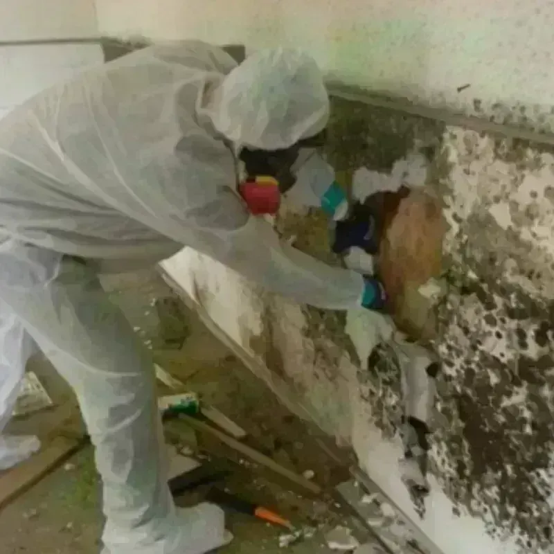 Mold Remediation and Removal in Muleshoe, TX